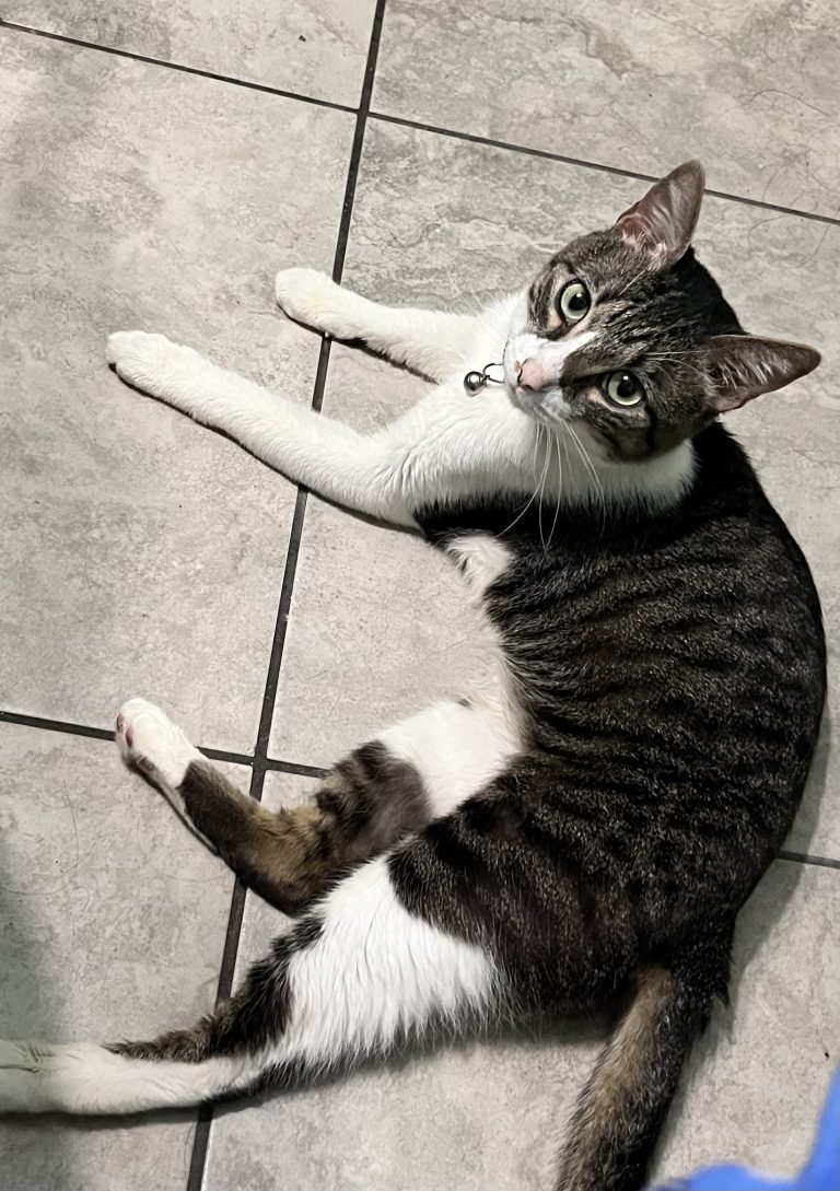 Thomas, lost cat, Cat