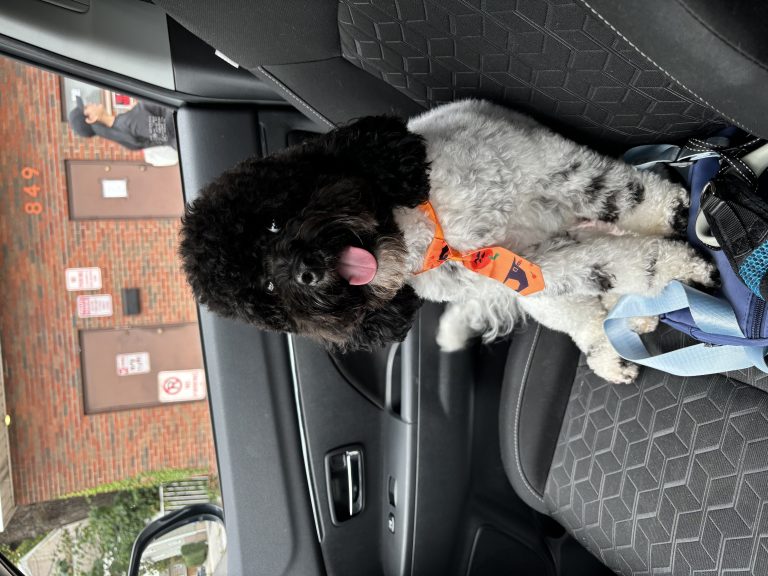 Oreo, lost dog, Cockapoo