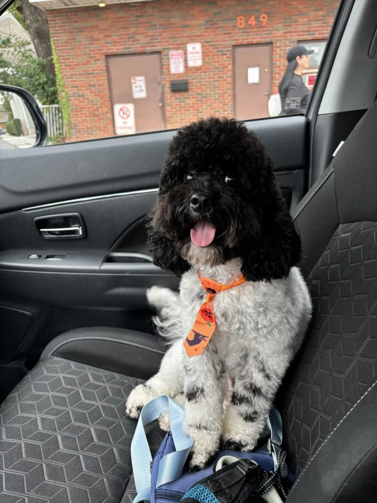 Oreo, lost dog, Cockapoo