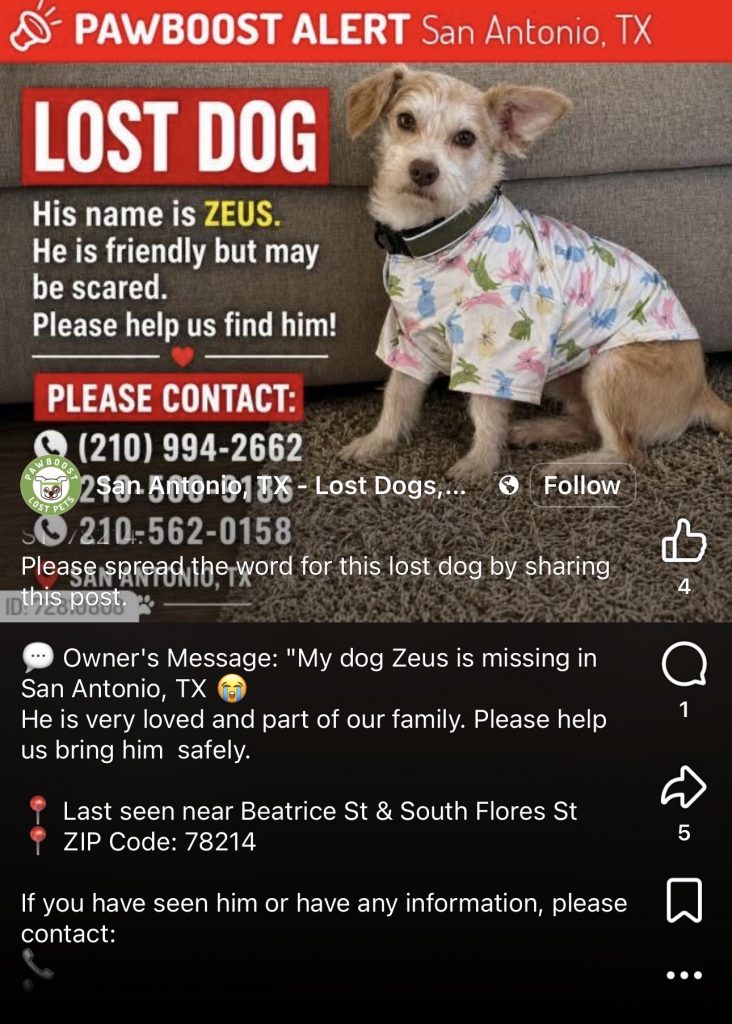 Seuz, lost dog, Terry schnauzer
