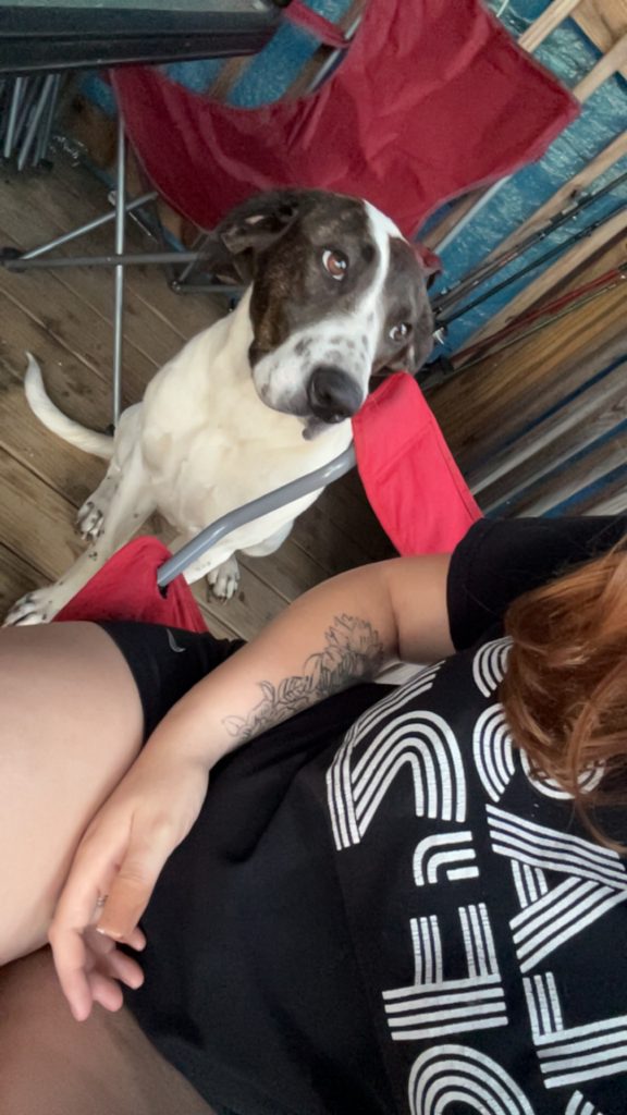 Nova, lost dog, Gsp and bulldogs