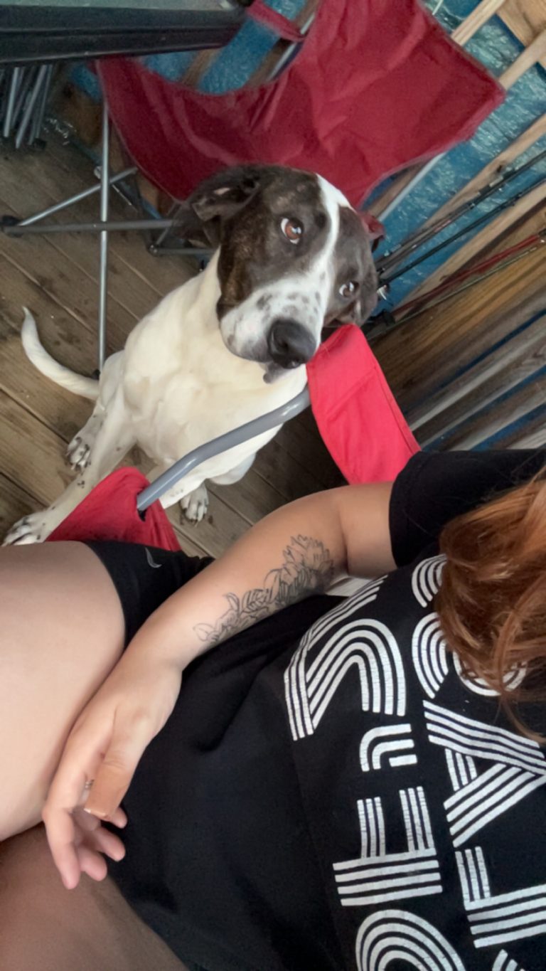 Nova, lost dog, Gsp and bulldogs