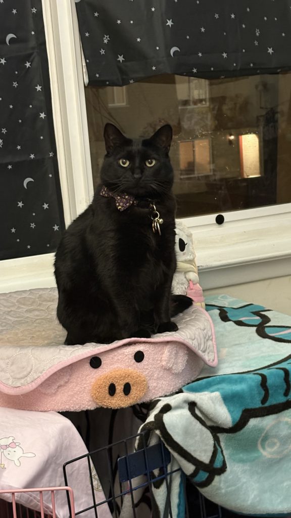 Selene, lost cat, Bombay