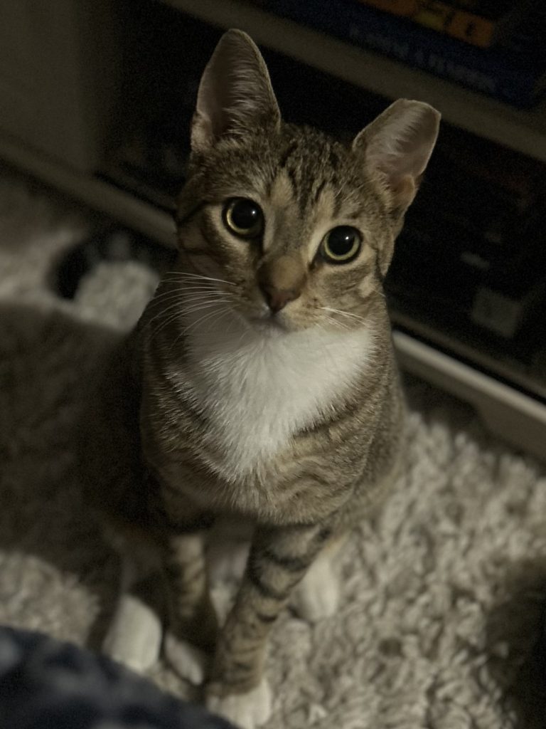 Bianco, lost cat, Domestic shorthair