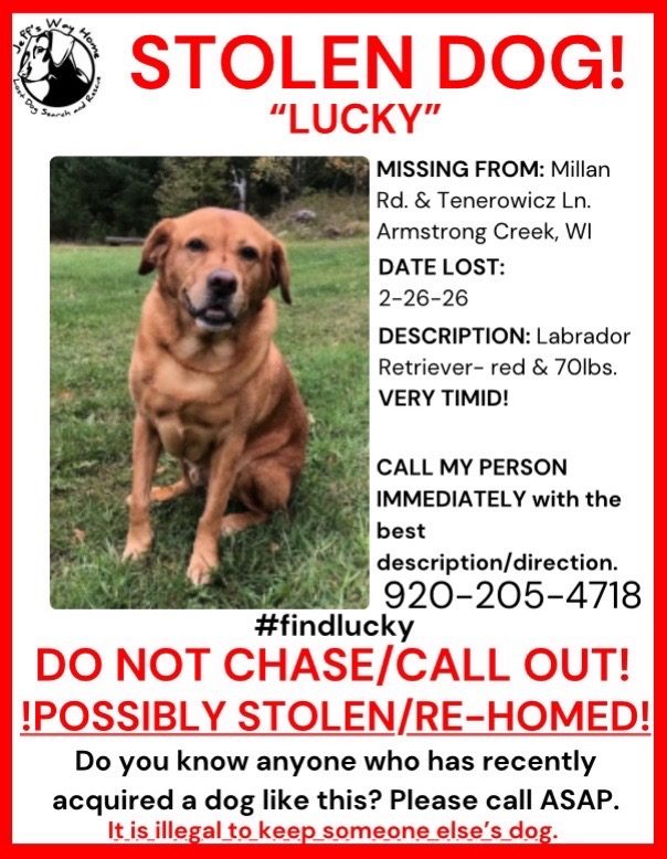 Lucky, lost dog, Lab