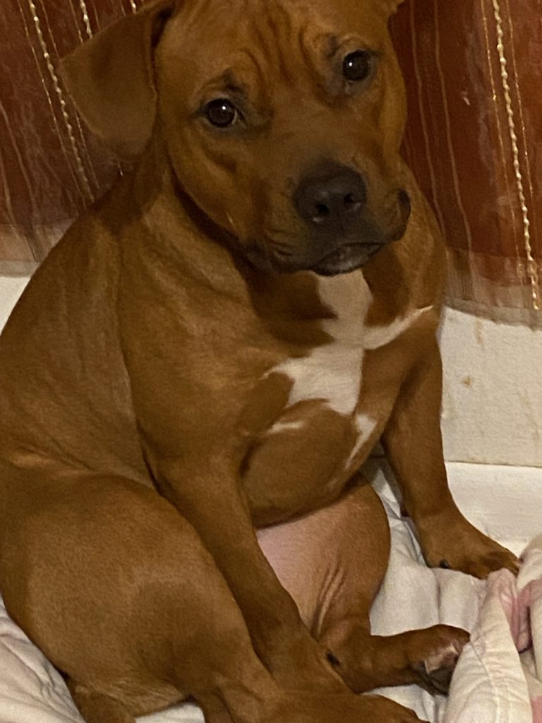 Dakota, lost dog, Nariz azul