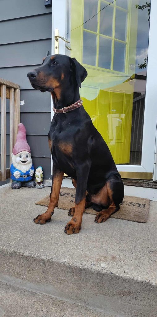Milo, lost dog, Doberman