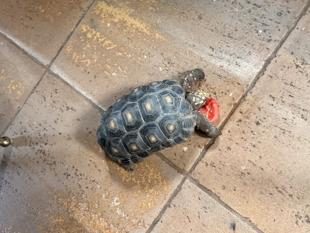 Bob, lost other, Red footed tortoise
