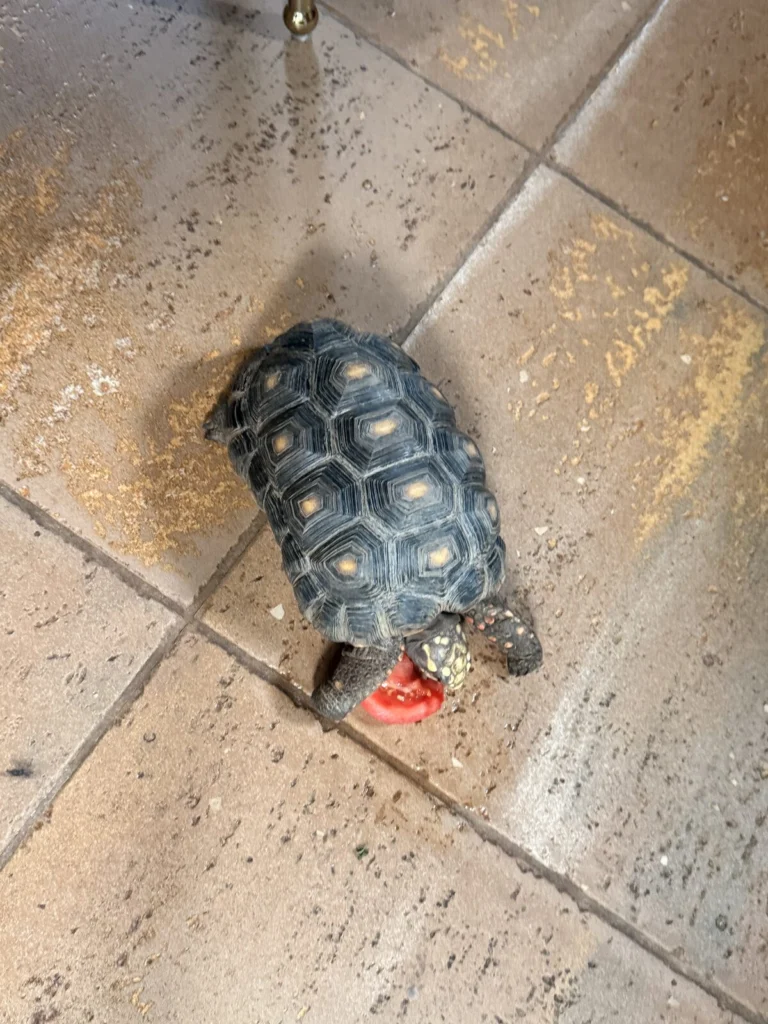 Bob, lost other, Red footed tortoise