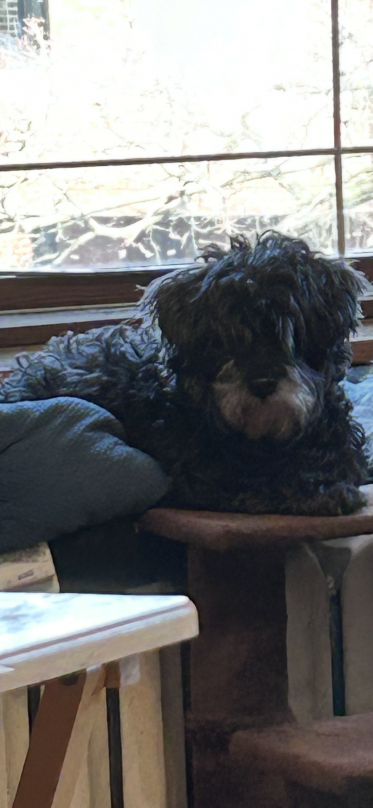 Mia, lost dog, Shih Tzu