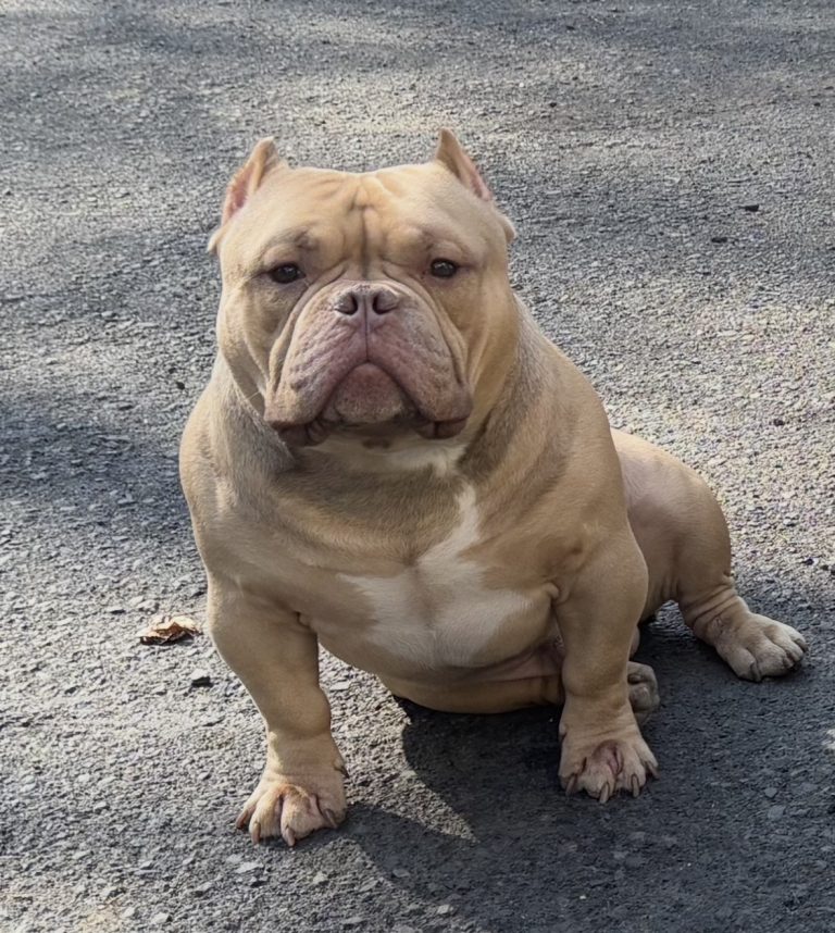 Legend, lost dog, American bully