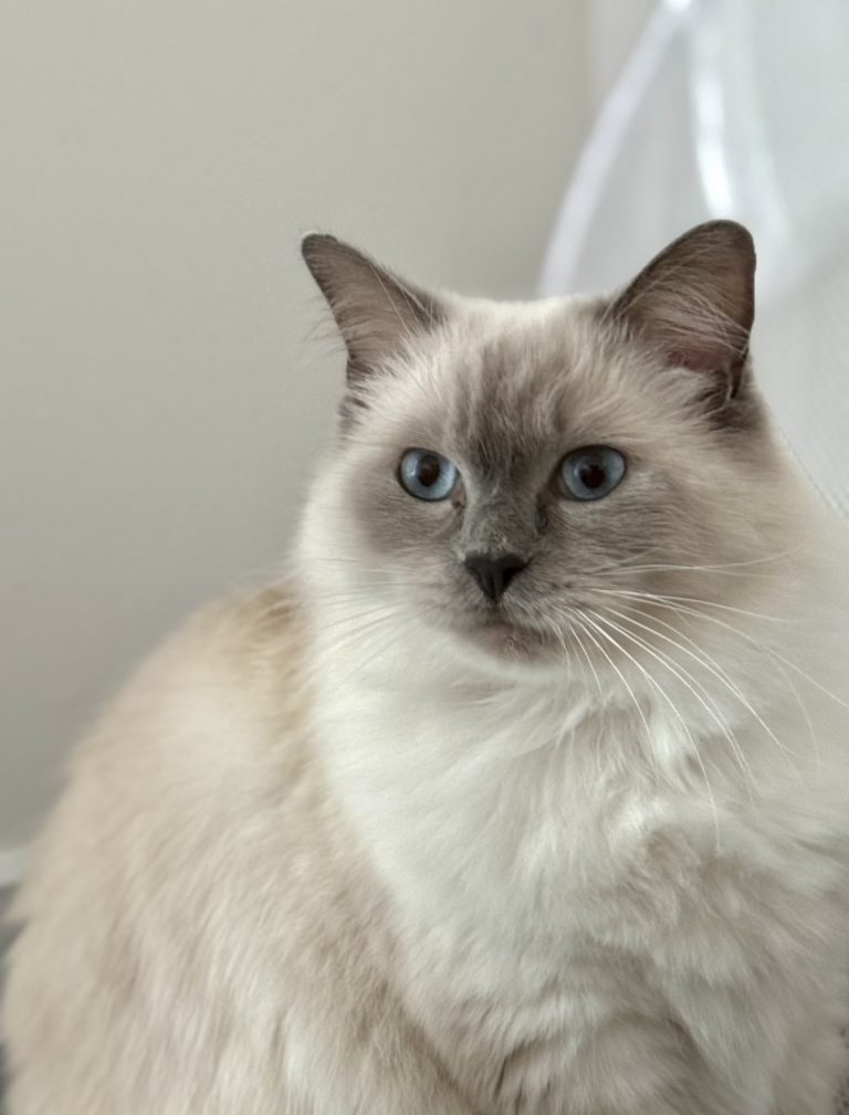 Lucy, lost cat, Ragdoll