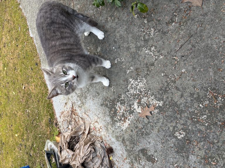 Greyson, lost cat, Domestic short hair