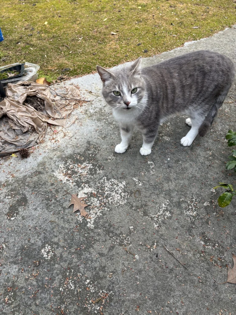 Greyson, lost cat, Domestic short hair