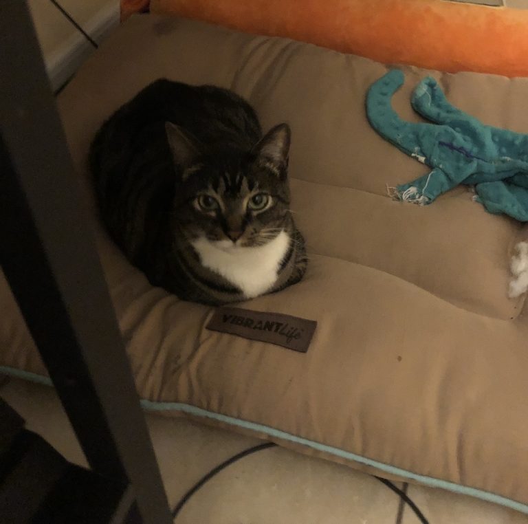 Sebastian, lost cat, Domestic short hair