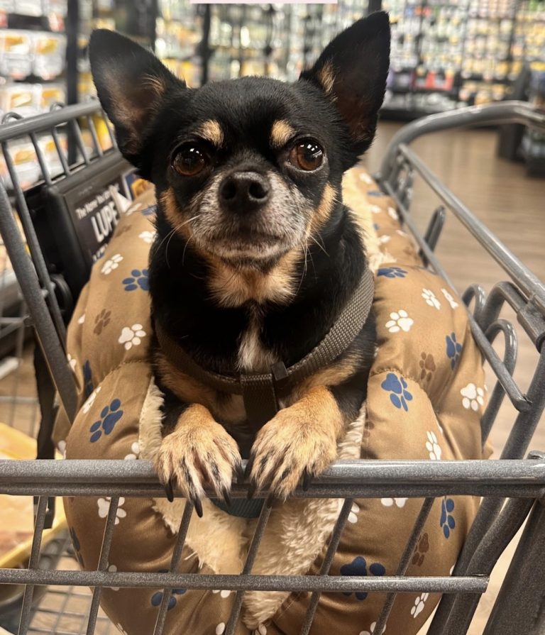 Oni, lost dog, Chihuahua