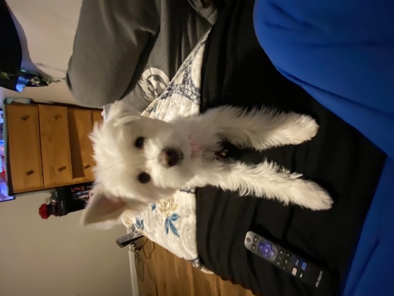 Tinkerbell, lost dog, Maltese