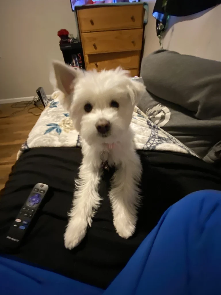 Tinkerbell, lost dog, Maltese