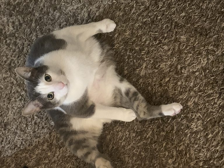 Lightning, lost cat, Shorthair