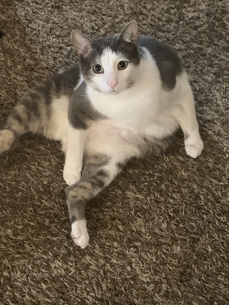 Lightning, lost cat, Shorthair