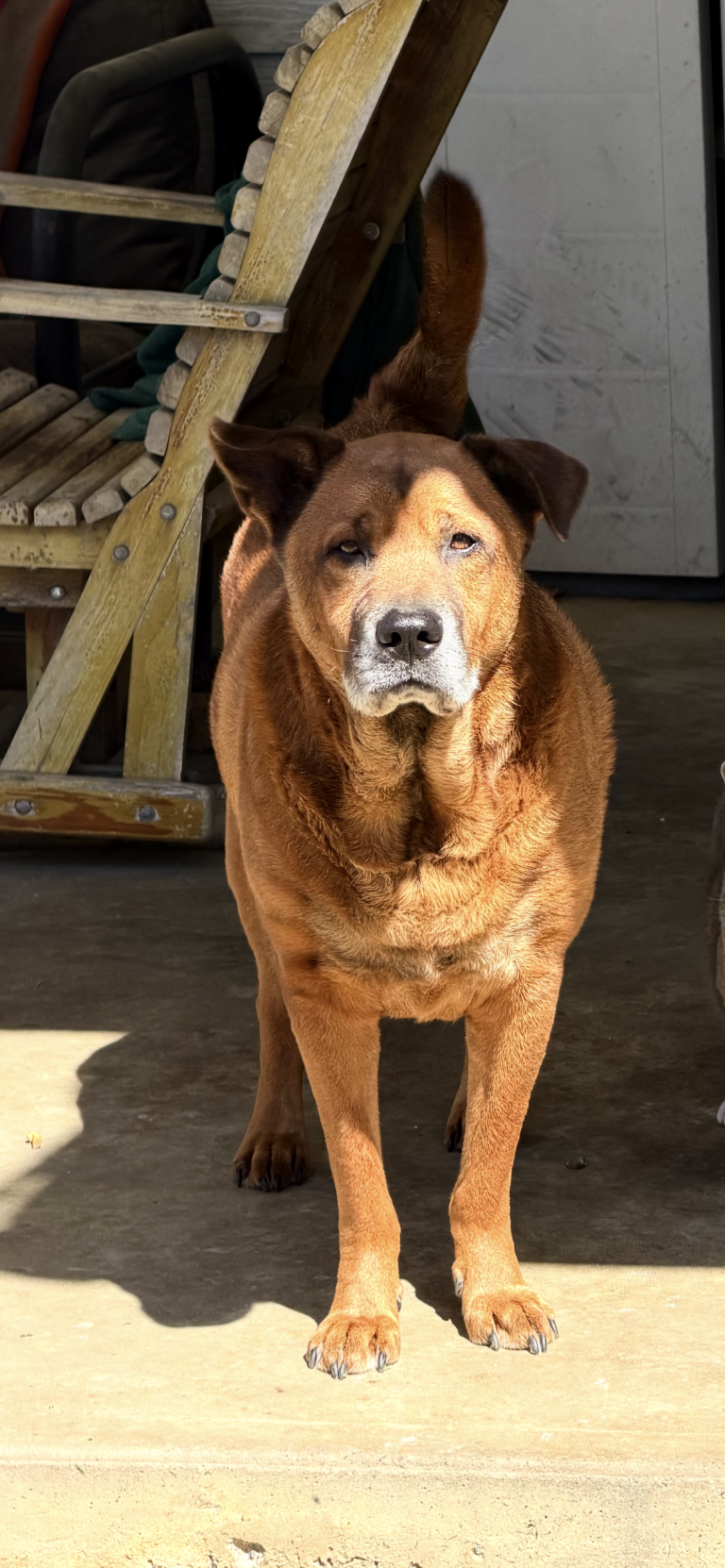 Andrew, lost dog, Chow mix