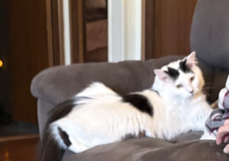 Jinx, lost cat, Long hair