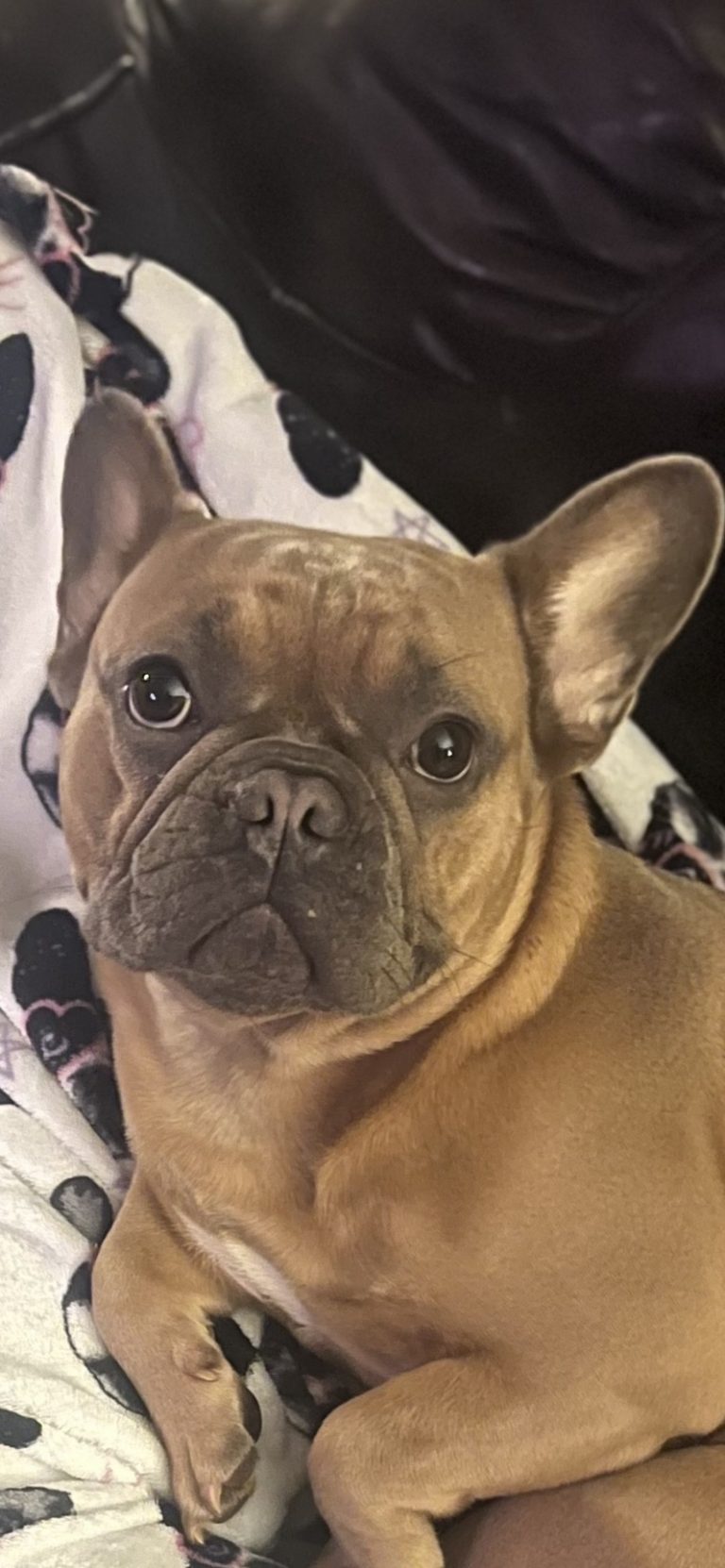 Layla, lost dog, French bulldog