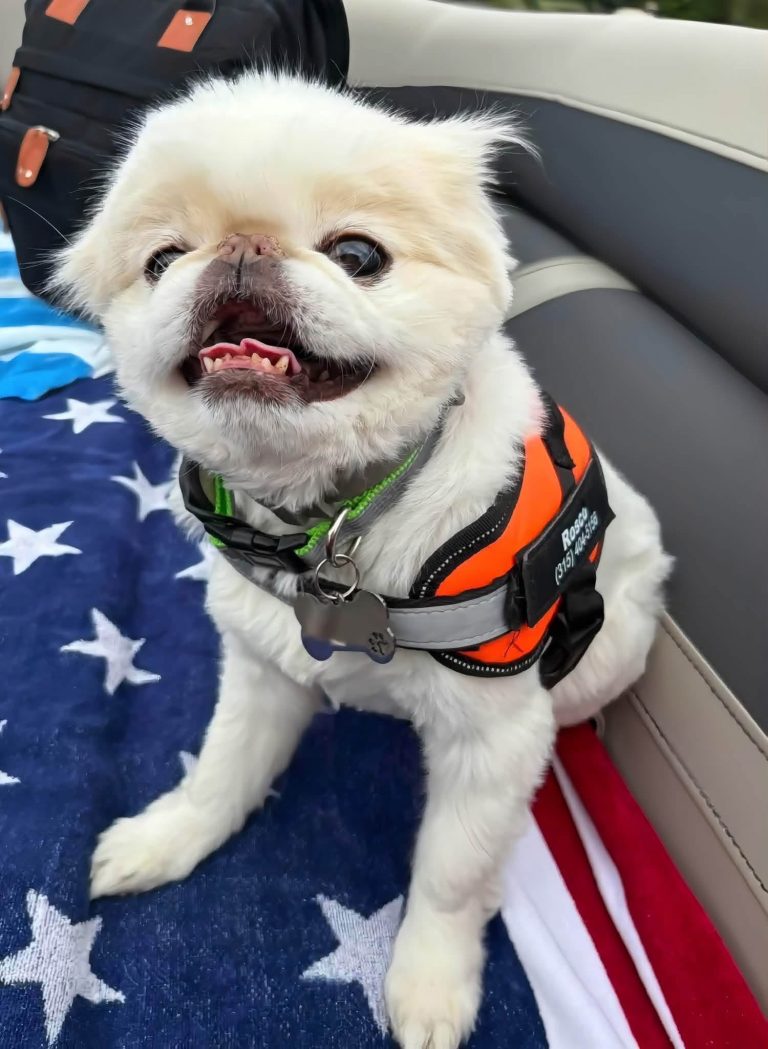 Roscoe, lost dog, Japanese Chin