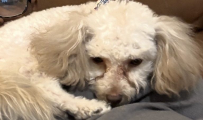 Dior, lost dog, Poodle
