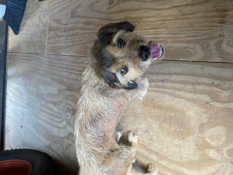 Jax, lost dog, Dachshund/shih tzu