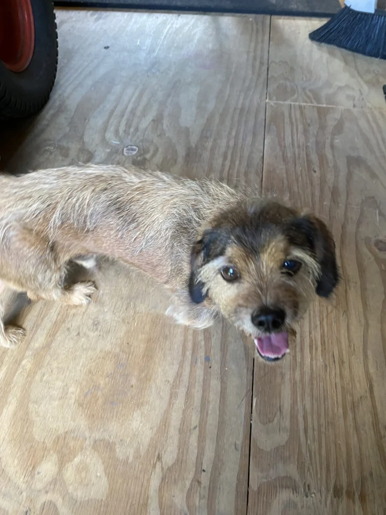 Jax, lost dog, Dachshund/shih tzu