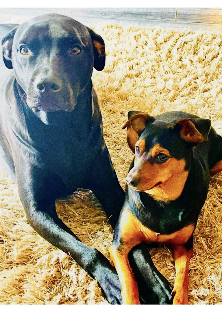 Mac, lost dog, Min pin