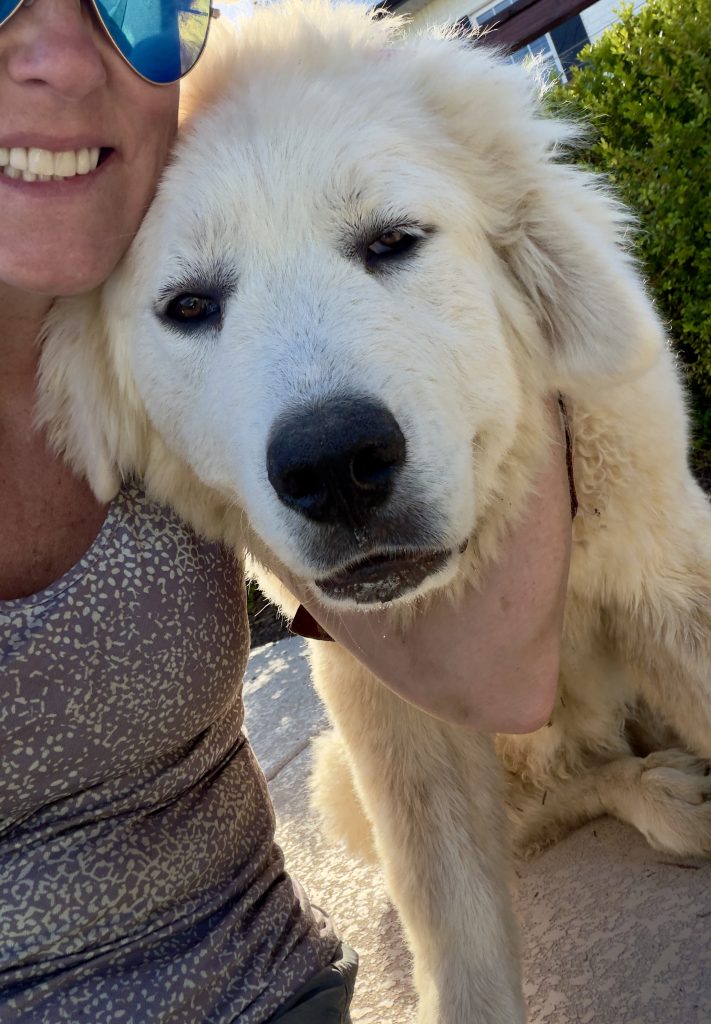 Pixie And Trixie, lost dog, Great Pyrenees