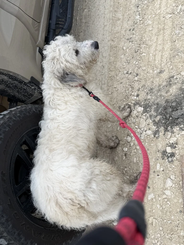 Found Big Poodle, found dog, Big Poodle