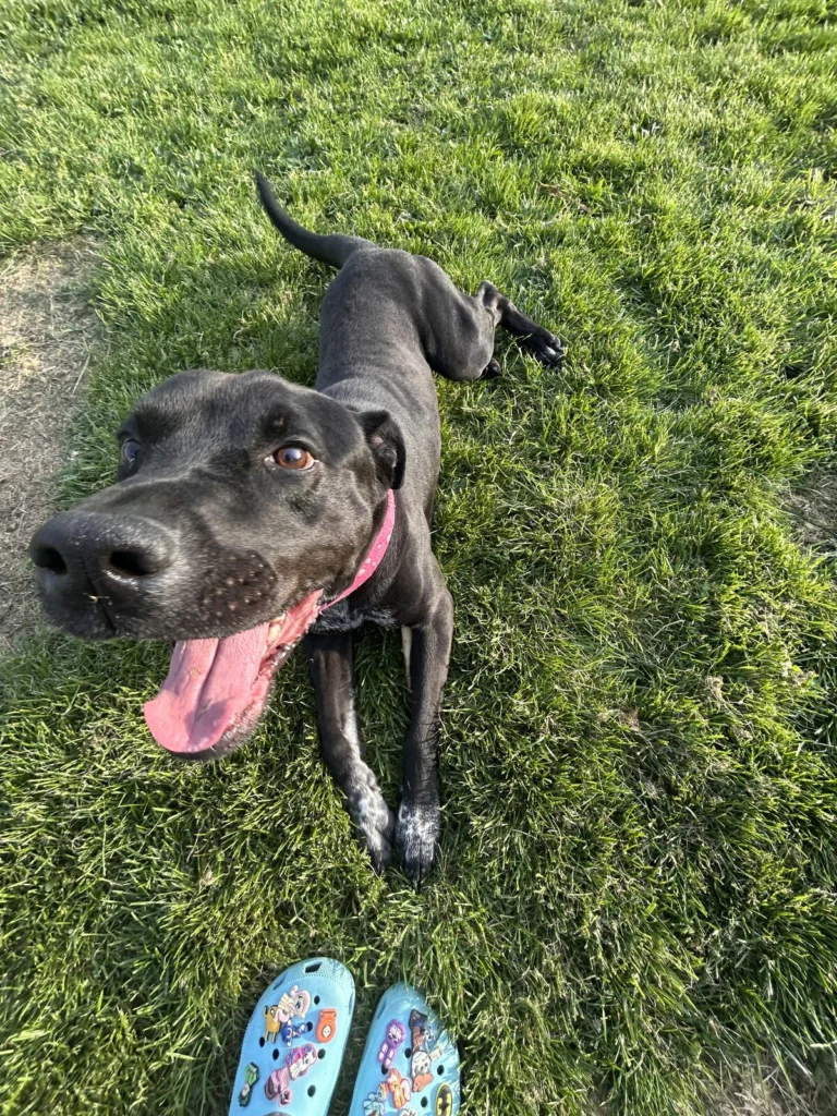 Cosmo, lost dog, Labrador