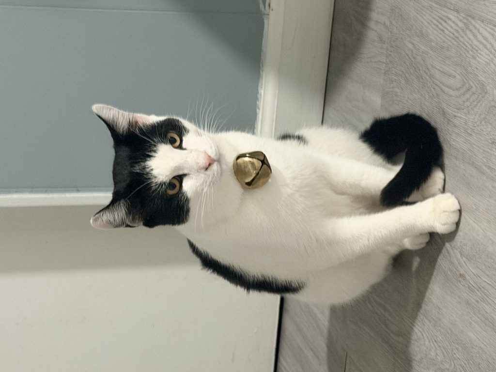Oliver, lost cat, European shorthair