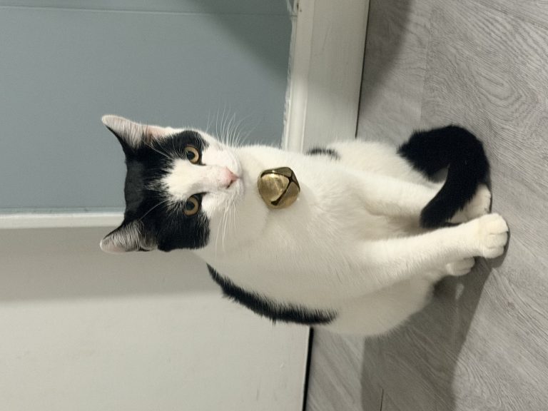 Oliver, lost cat, European shorthair