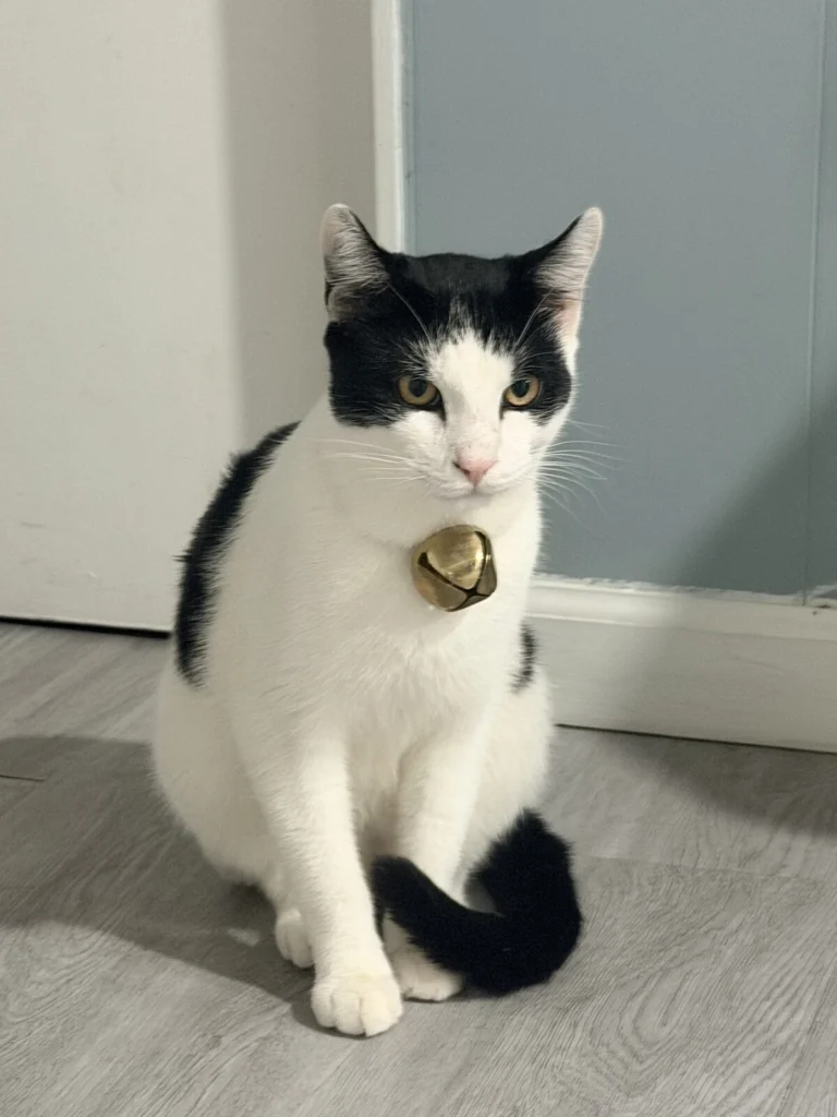 Oliver, lost cat, European shorthair