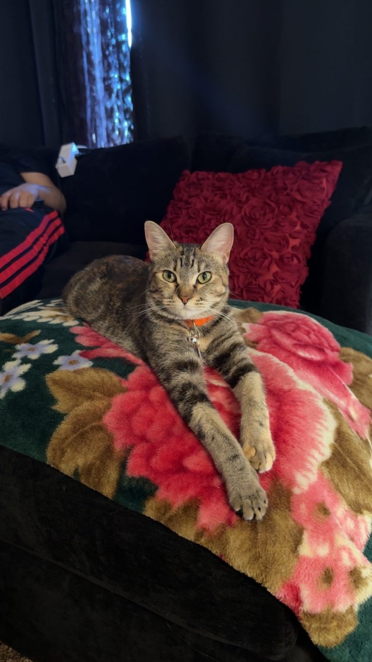 Tort, lost cat, Domestic Shorthair