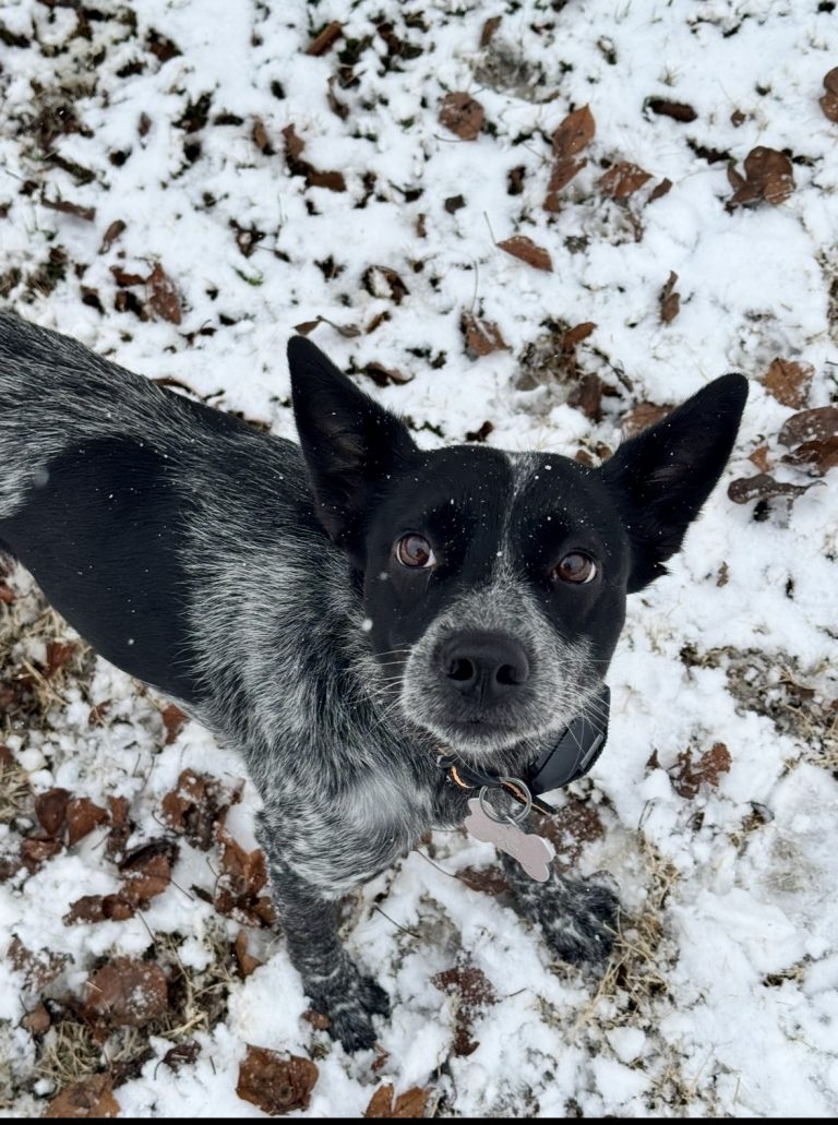 Benji Navarrete, lost dog, australian cattle dog