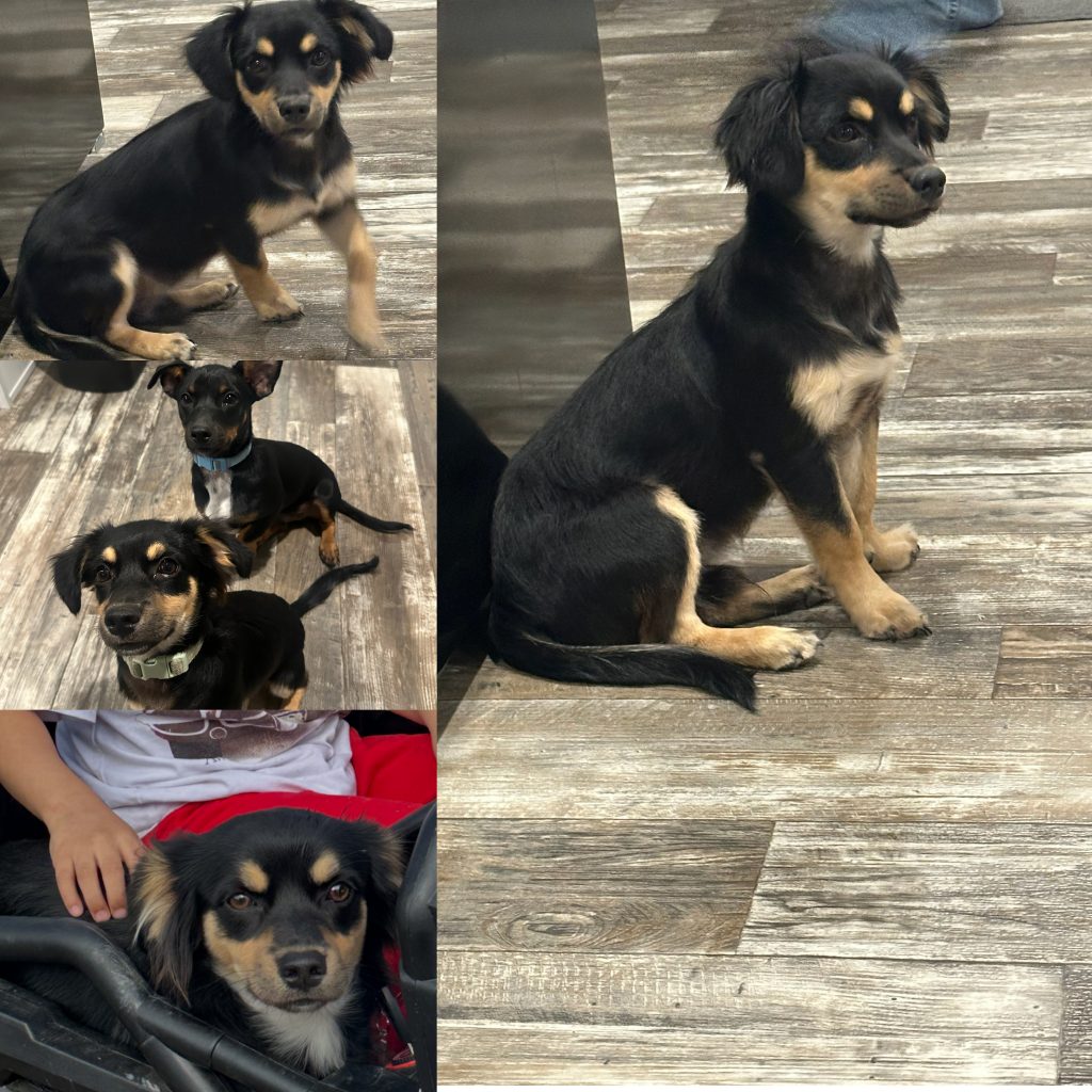 Ace, lost dog, Chiweenie