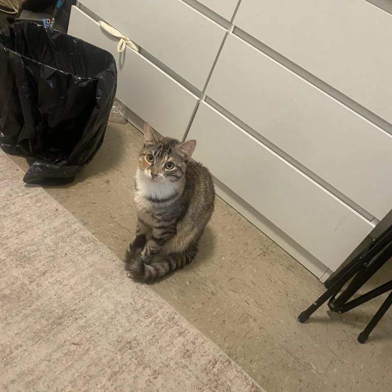 Bre, lost cat, American medium hair