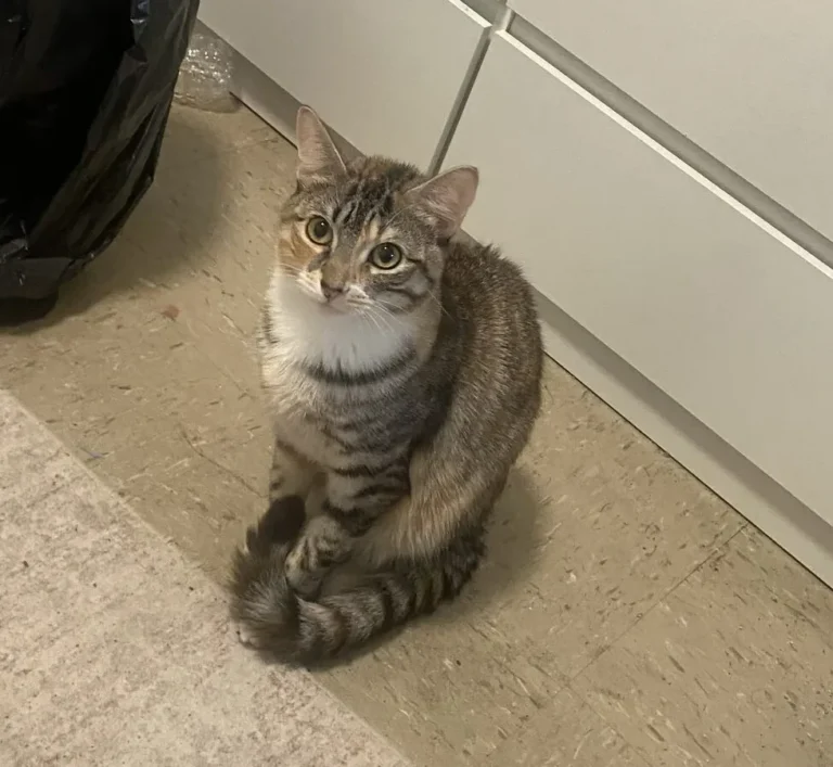 Bre, lost cat, American medium hair