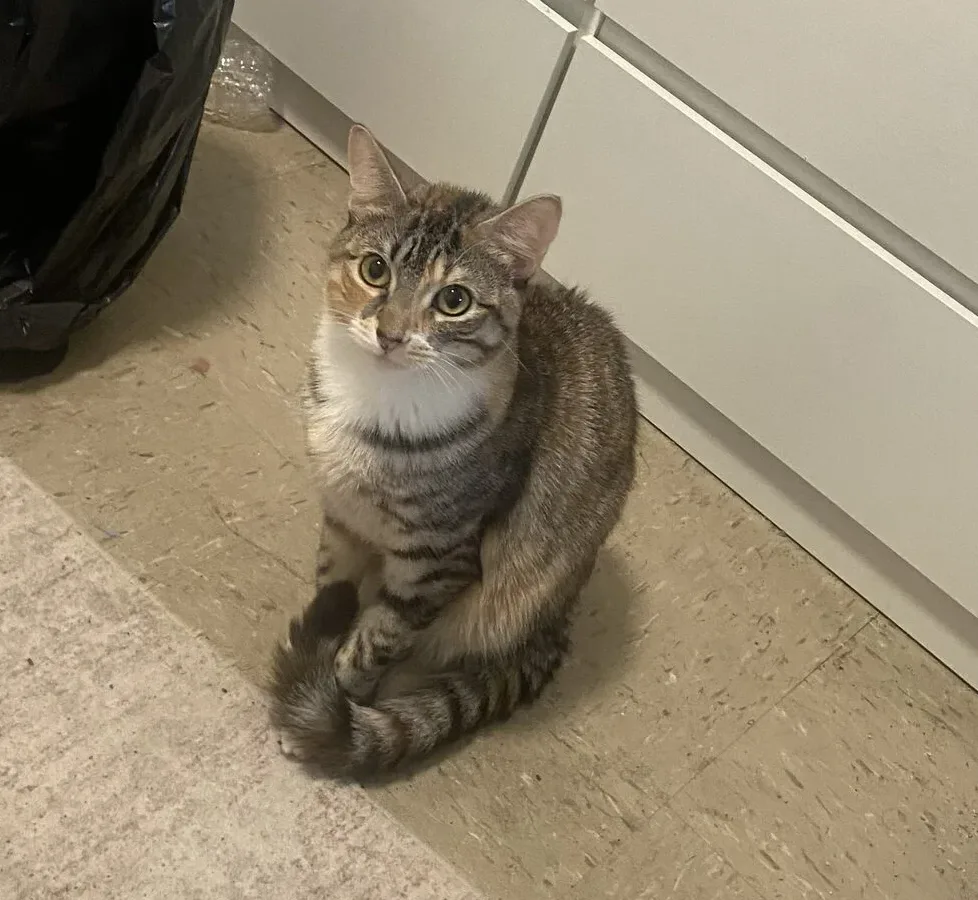 Bre, lost cat, American medium hair