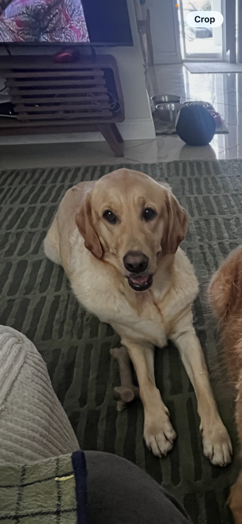 Nala, lost dog, Lab
