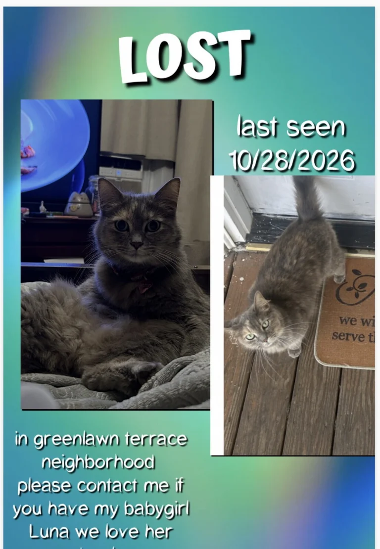 Luna, lost cat, Longhair