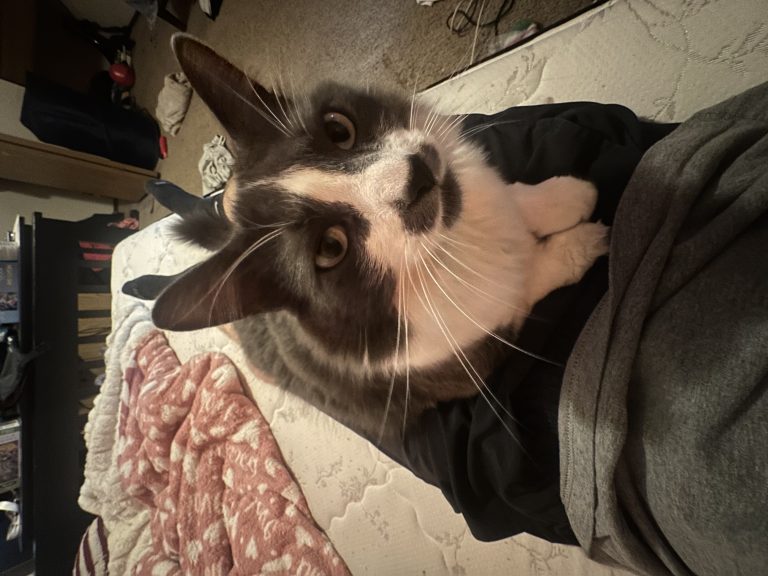 Tank, lost cat, Long haired