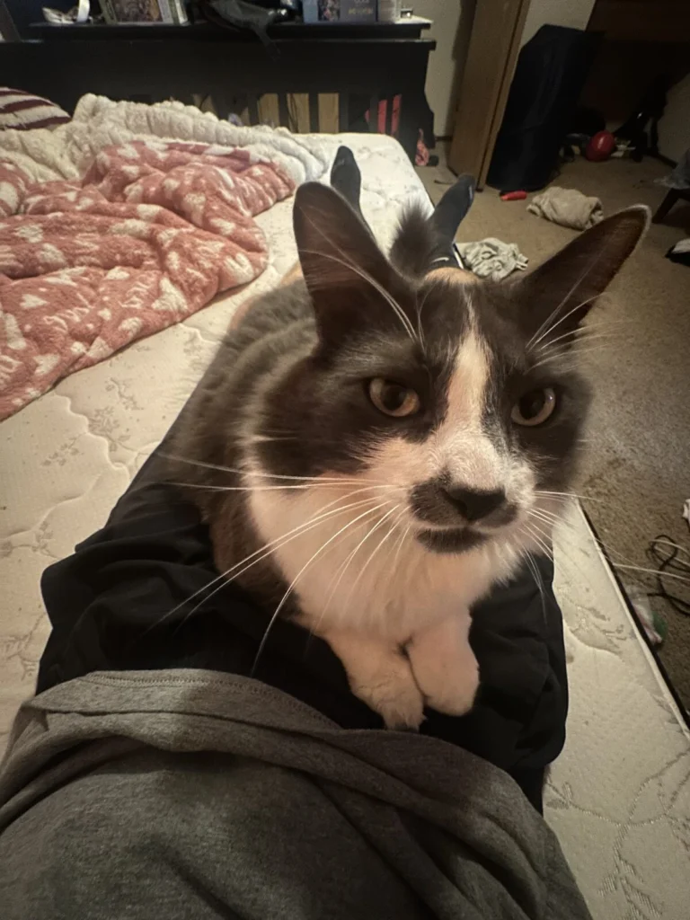 Tank, lost cat, Long haired