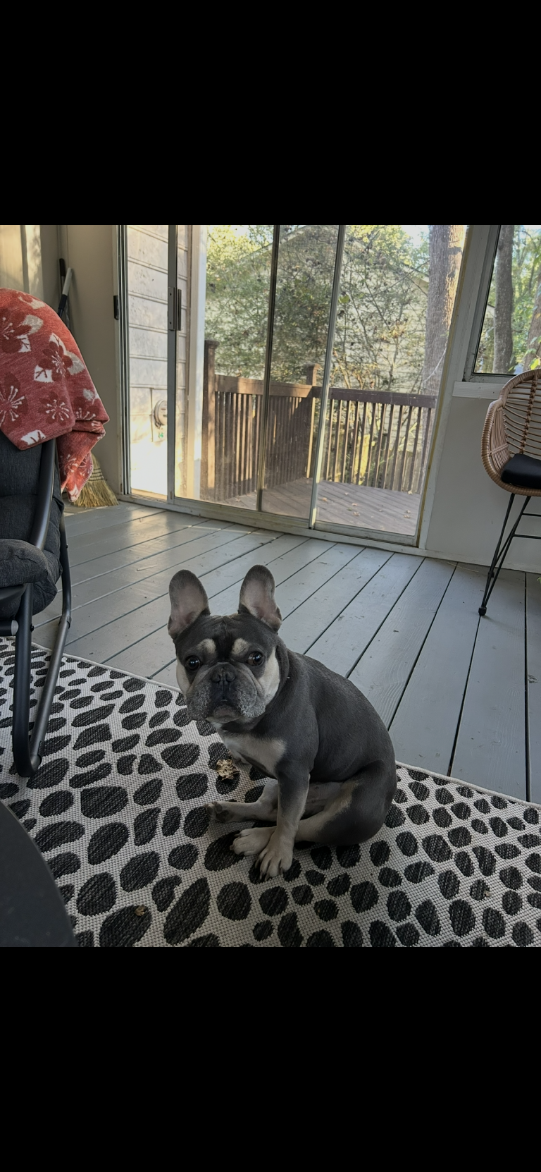 Prince, lost dog, Frenchie