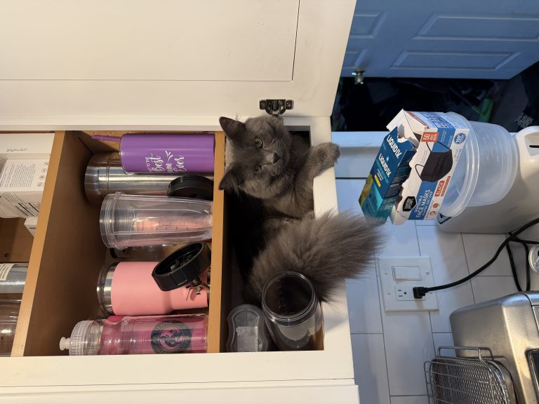 Magoo, lost cat, Domestic long haires
